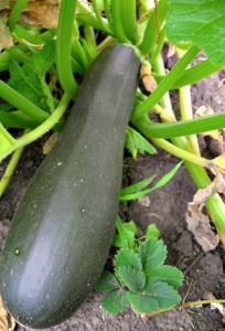 zucchini_squash_ripe_for_the_picking_by_miss_merlina-d55y22s